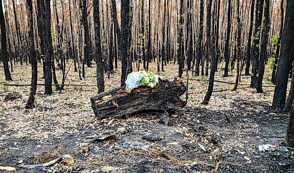 Hannah McGuire, 23, was found dead in her torched car in the Ross Creek State Forest on Friday morning. Her family left flowers and a card at the site.