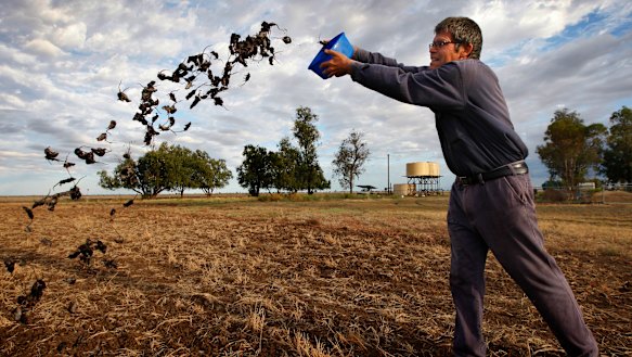 Coonamble broadacre farmer Allan Inglis cleaning out his mouse traps. 