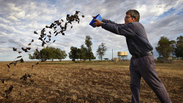 Coonamble broadacre farmer Allan Inglis cleaning out his mouse traps. 