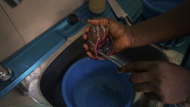 Emmanuella Pi-Bansah, a graduate student, processes giant snails for freezing at the West African Snail Masters farm in Agotime Beh, Ghana.