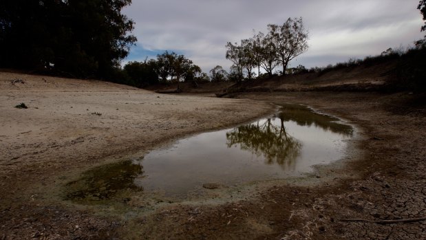 When the river runs dry: the once-mighty Darling River is a just puddle.