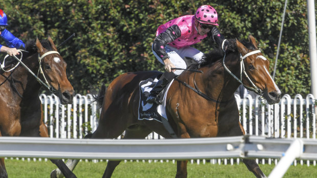 Spring stayer: David Payne-trained Toulouse runs to victory at Rosehill in June.
