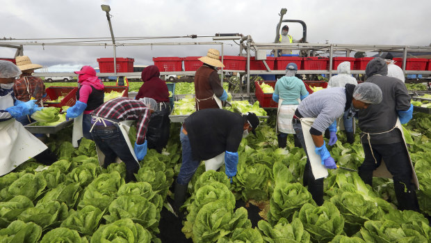 A conventional crew harvesting lettuce in California. Labour for this kind of work is drying up.