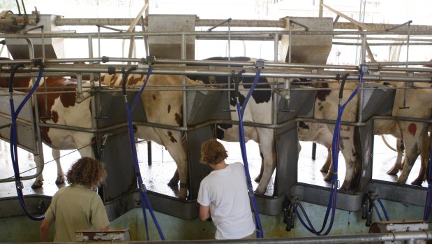 Students milking cows at Hurlstone Agricultural High school.
