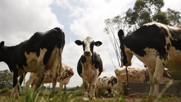 Cows graze in the Hurlstone Farm paddock.