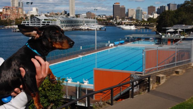 The idea to open the pool to dogs was first floated by a group of Potts Point pet owners. 