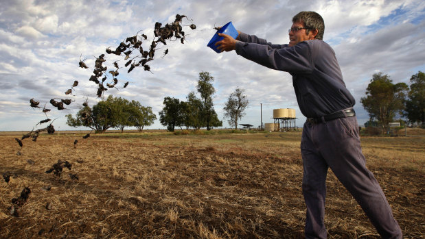 Coonamble broadacre farmer Allan Inglis cleaning out his mouse traps. 