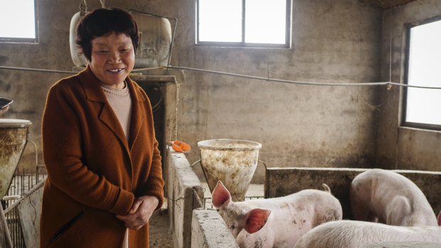 He Shuxia, a farmer who lost some pigs earlier this year to what looked like African swine fever, in Hejiage, China.