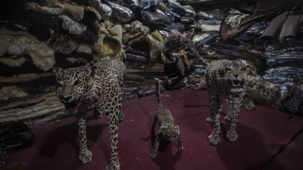 Stuffed cheetahs for sale in the basement of Haji Abdul Razzaq's store, Kabul Leather, on Chicken Street in Kabul.