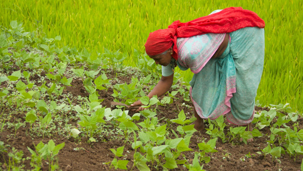 A woman works in a field of crops in Pune.