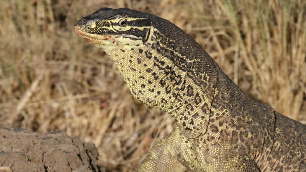 A Gould\'s goanna photographed near Kununurra, WA with blood around its mouth from a recent meal.