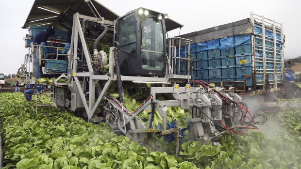 The BT-3 harvester at work in a lettuce field in Salinas, California. The machine uses high-pressure jets of water to cut off lettuce heads.
