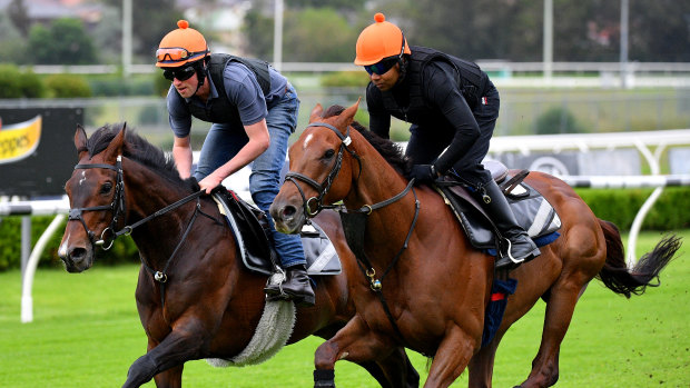 William Haggas' pair Addeybb (outside) and Young Rascal gallop at Canterbury on Tuesday.