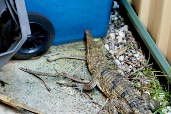 A freshwater crocodile was found in a backyard on the Central Coast.