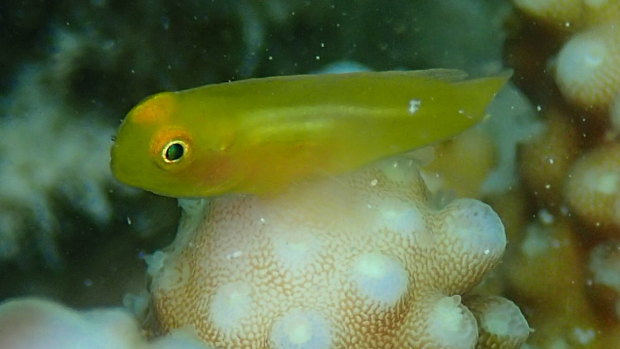 Abundance of coral goby fish has dropped away markedly around Lizard Island.