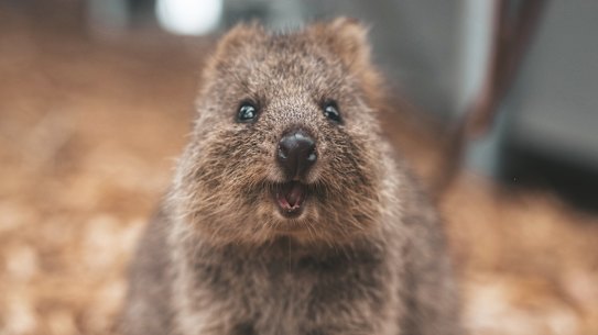 Quokka