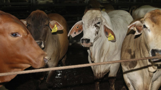 Cattle at an abattoir in Tanggerang, Banten province, Indonesia