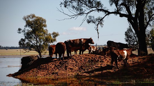 The township of Gooloogong, near Nanami and upstream from Forbes, was cut off and isolated from floodwaters.