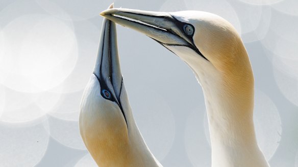 Northern gannets (Morus bassanus) take part in a courtship ritual at the RSPB's Bempton Cliffs reserve on the East Yorkshire coast in Bridlington, England.