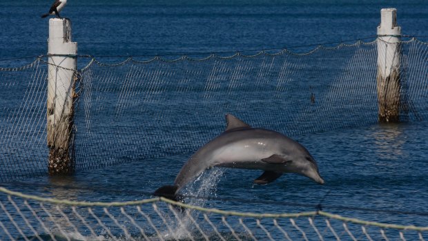 Dolphin rescued after ‘seafood feast’ in nets in Sydney’s south