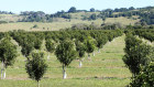 Rural Funds leased 3000ha of new macadamia orchards in September.