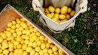 Man in lemon orchard with lemons in apron