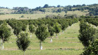 Farmland with permanent crops like macadamia trees has fallen sharply in value this year.