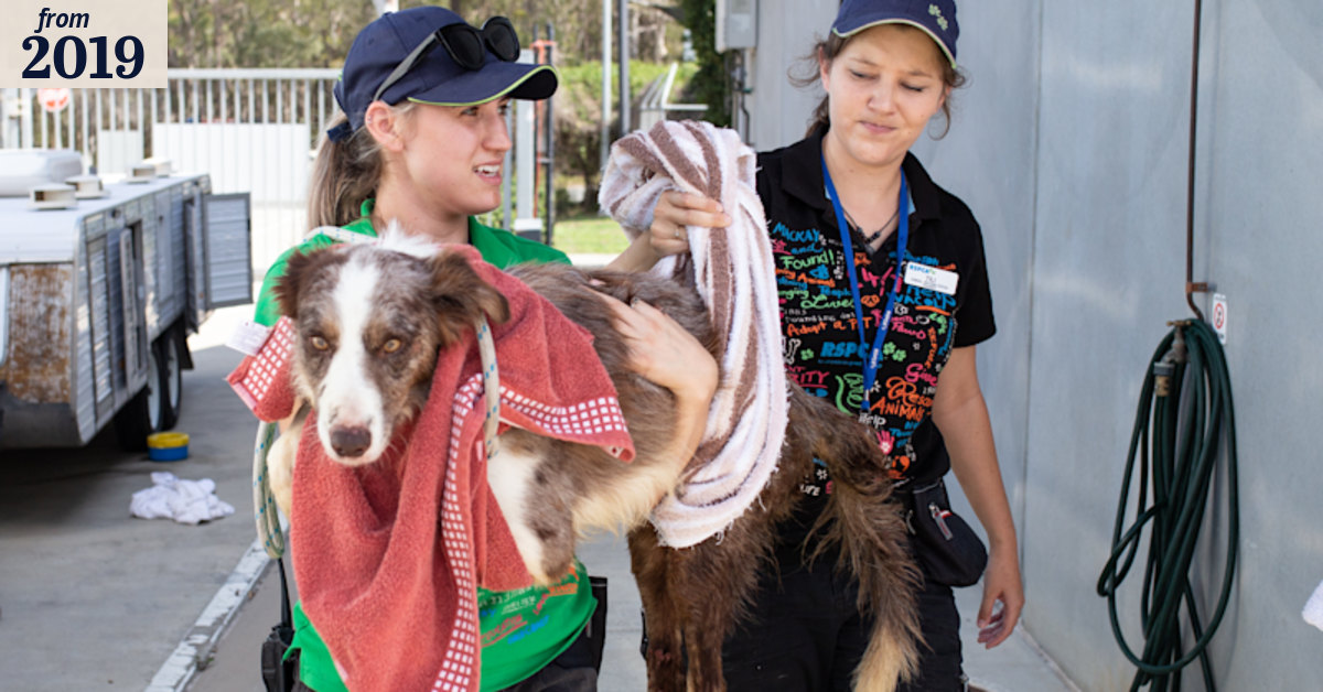 RSPCA condemns rescue group after animals found in 'horrendous conditions'