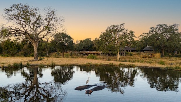 A heron hitches a ride on a hippo next to Sabi Sabi Bush Lodge.