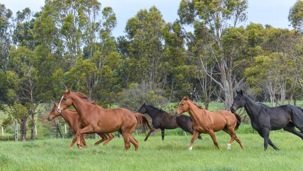 Thoroughbred Breeders Australia wants an audit of Racing Australia's official retirement data.