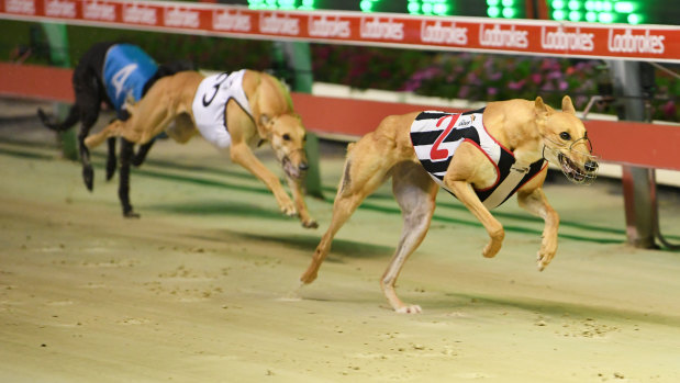 Outsider: Dynamite Davey (white rug) chases home Federal Lily in the Young Star qualifier at Wentworth Park.