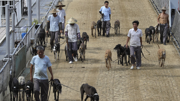 Dog handlers escort the greyhounds walking at the track of the Yat Yuen Canidrome in Macau.