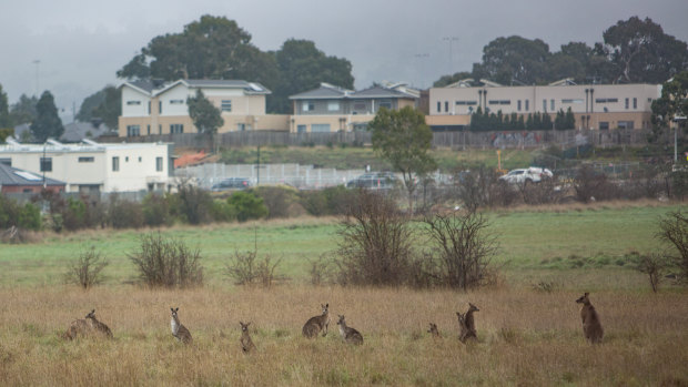 The mob of kangaroos stranded amid a bureaucratic row.
