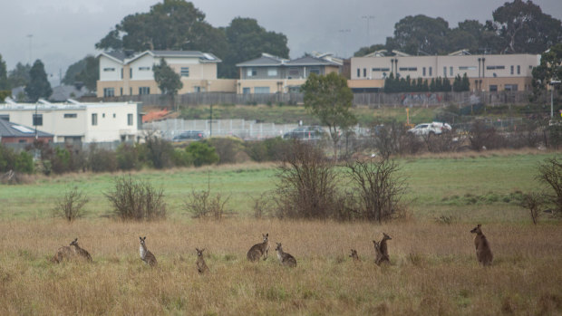 The mob of kangaroos stranded amid a bureaucratic row.