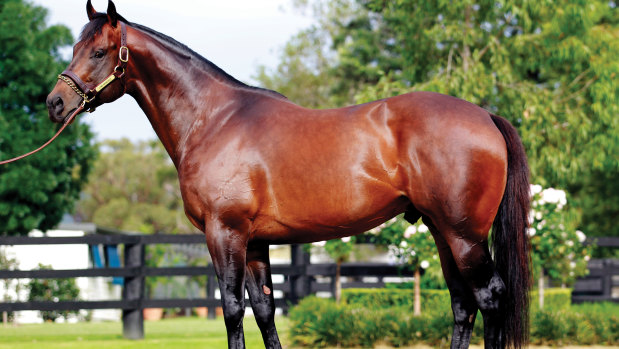 Perfect match: I Am Invincible is one of Australia's most sought-after sires.