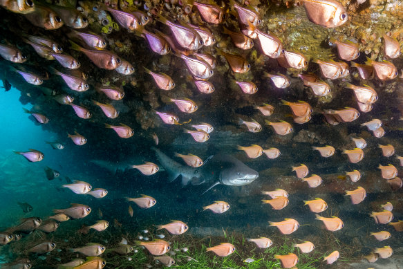 Two young grey nurse sharks, amid a school of fish off the headland at South Bondi.