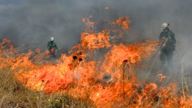 Conservation field officer Andrew Foudoulis attributes regular, controlled burns with the return of rare native plants and reduction in the use of herbicides. 