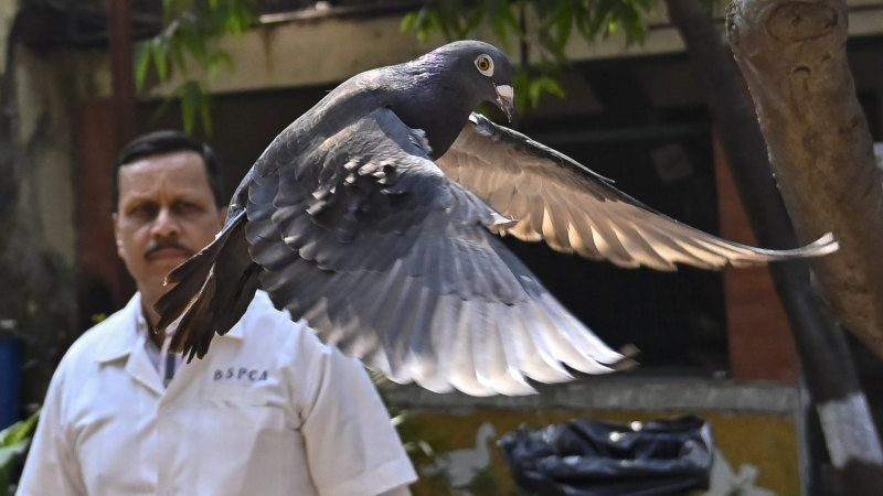 Free bird: Indian police clear a suspected Chinese spy pigeon after months of detention