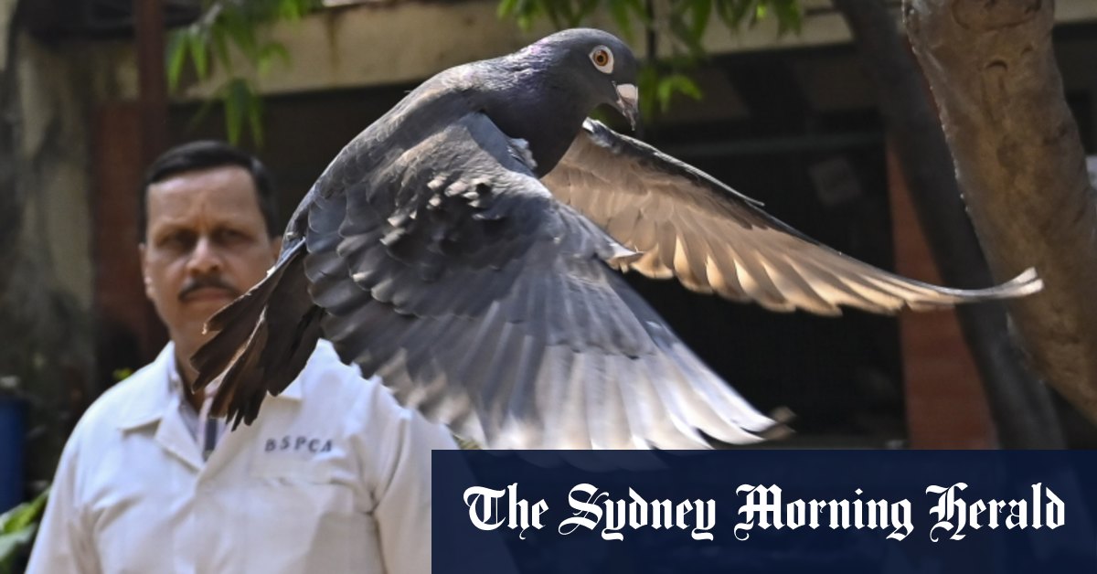 Indian police clear a suspected Chinese spy pigeon after months of detention