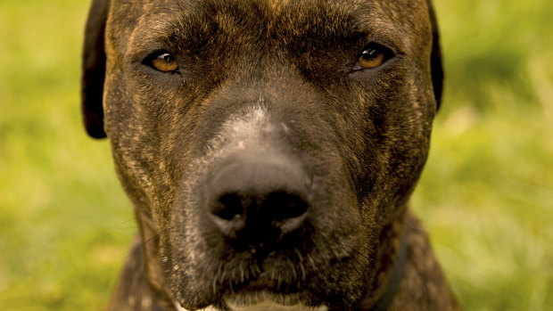A pitbull
