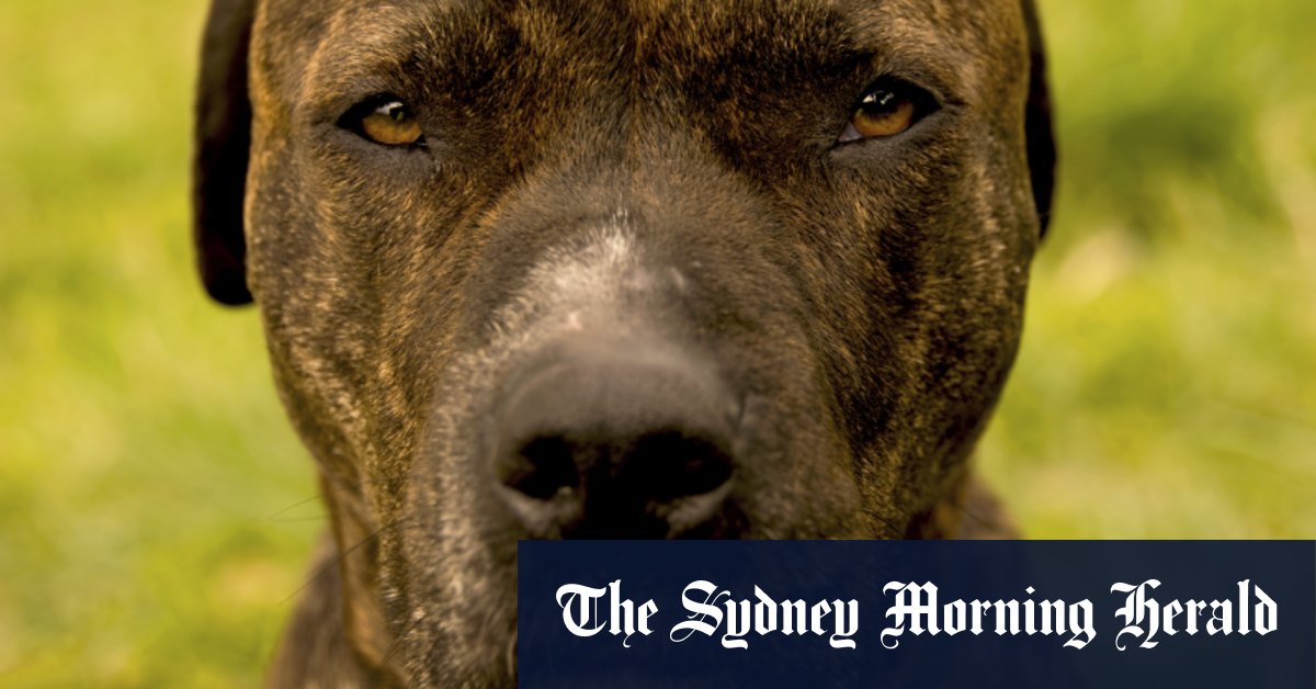 ‘Playful’ dog accidentally shoots man in the leg in Tennessee