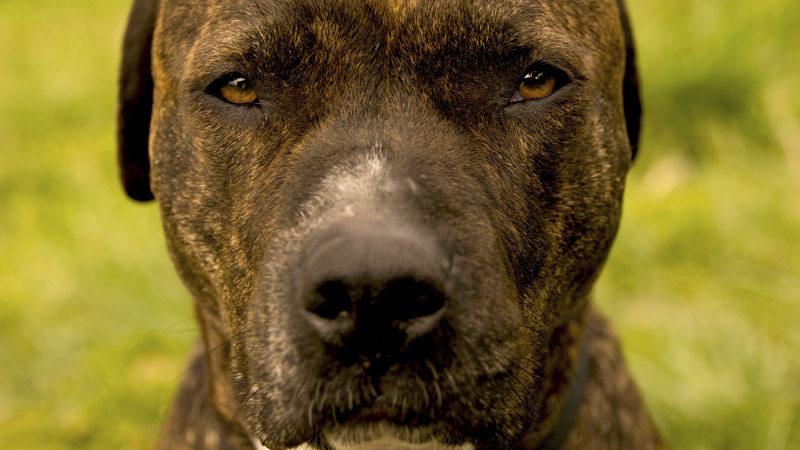 ‘Playful’ dog accidentally shoots man in the leg