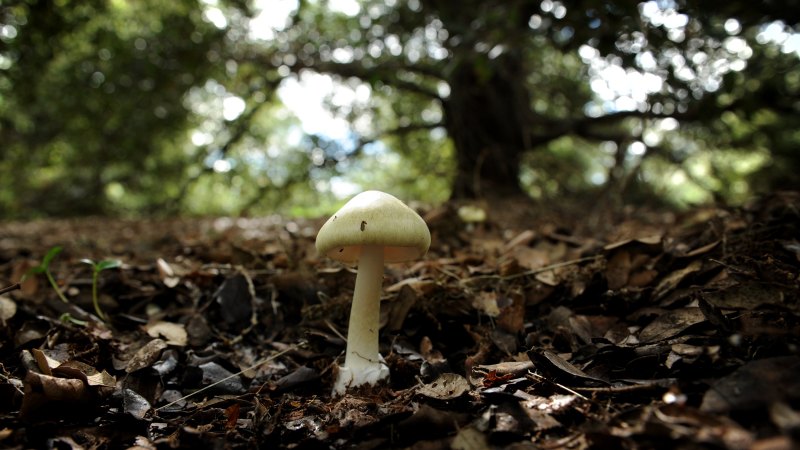death cap mushroom