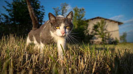 A few pets have been infected with the virus that causes COVID-19, mostly after the animals were in close contact with infected humans.