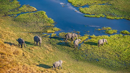 An elephant herd grazes by the Khwai River within the Okavango Delta