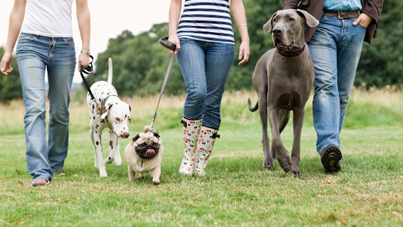 The NSW government is reviewing companion animal rules.