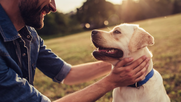 Dogs aren’t great at social distancing.