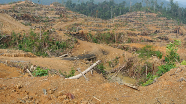 Forest cleared for an oil palm plantation inside the Leuser Ecosystem in Indonesia's Aceh province in 2014.
