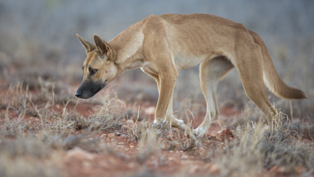 A new study suggests 70 per cent of wild dogs in NSW are pure dingoes.