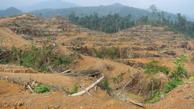 Forest cleared for a palm oil plantation inside the Leuser Ecosystem near Kuala Simpang in Indonesia's Aceh province, March 2014.